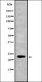 MOB Kinase Activator 3C antibody, orb378330, Biorbyt, Western Blot image 
