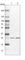 Eukaryotic Translation Initiation Factor 6 antibody, HPA040873, Atlas Antibodies, Western Blot image 