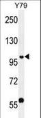 PHD Finger Protein 20 antibody, LS-C163567, Lifespan Biosciences, Western Blot image 