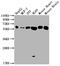 ATP Synthase F1 Subunit Alpha antibody, CSB-RA159926A0HU, Cusabio, Western Blot image 
