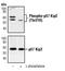 Cyclin Dependent Kinase Inhibitor 1C antibody, PA5-17524, Invitrogen Antibodies, Western Blot image 