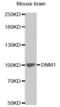 Dynamin 1 antibody, abx000748, Abbexa, Western Blot image 