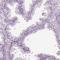 HYDIN Axonemal Central Pair Apparatus Protein antibody, HPA067155, Atlas Antibodies, Immunohistochemistry frozen image 