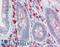 Claudin 6 antibody, LS-B9332, Lifespan Biosciences, Immunohistochemistry frozen image 