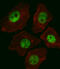 Transcription factor SOX-2 antibody, M00105-3, Boster Biological Technology, Immunofluorescence image 