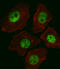 SRY-Box 2 antibody, M00105-3, Boster Biological Technology, Immunofluorescence image 