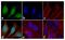 Signal Transducer And Activator Of Transcription 2 antibody, 44-362G, Invitrogen Antibodies, Immunofluorescence image 