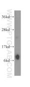 Cytochrome C Oxidase Copper Chaperone COX17 antibody, 11464-1-AP, Proteintech Group, Western Blot image 