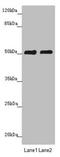 Cereblon antibody, LS-C675586, Lifespan Biosciences, Western Blot image 