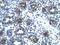 Solute Carrier Family 1 Member 2 antibody, GTX47746, GeneTex, Immunohistochemistry paraffin image 