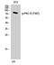 Protein Kinase C Delta antibody, STJ90388, St John