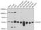 RAB3A Interacting Protein antibody, GTX55771, GeneTex, Western Blot image 