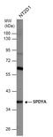 Speedy/RINGO Cell Cycle Regulator Family Member A antibody, GTX112012, GeneTex, Western Blot image 