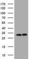 ATP Synthase F1 Subunit Gamma antibody, NBP2-45506, Novus Biologicals, Western Blot image 