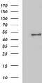 N-Terminal EF-Hand Calcium Binding Protein 1 antibody, TA502630, Origene, Western Blot image 