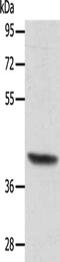 Actin Related Protein T1 antibody, CSB-PA917287, Cusabio, Western Blot image 