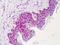 Apurinic/Apyrimidinic Endodeoxyribonuclease 1 antibody, 51-619, ProSci, Immunohistochemistry paraffin image 
