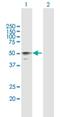 Hyaluronidase 3 antibody, H00008372-B01P, Novus Biologicals, Western Blot image 