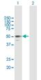 Hyaluronidase-3 antibody, H00008372-B01P, Novus Biologicals, Western Blot image 