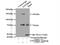 GTF2I Repeat Domain Containing 1 antibody, 17052-1-AP, Proteintech Group, Immunoprecipitation image 