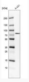 TBC1 Domain Family Member 23 antibody, NBP1-90421, Novus Biologicals, Western Blot image 