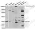 TPS1 antibody, A2022, ABclonal Technology, Western Blot image 