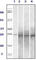 RAB25, Member RAS Oncogene Family antibody, abx011140, Abbexa, Western Blot image 