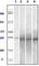 Ras-related protein Rab-25 antibody, abx011140, Abbexa, Western Blot image 