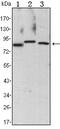 Component Of Inhibitor Of Nuclear Factor Kappa B Kinase Complex antibody, MA5-15691, Invitrogen Antibodies, Western Blot image 