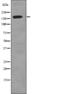 DNA Topoisomerase II Alpha antibody, abx219053, Abbexa, Western Blot image 