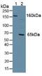 Protein Tyrosine Phosphatase Receptor Type J antibody, MBS2028171, MyBioSource, Western Blot image 