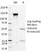 CD36 Molecule antibody, 33-503, ProSci, Western Blot image 