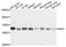 NEDD8 Activating Enzyme E1 Subunit 1 antibody, A4254, ABclonal Technology, Western Blot image 