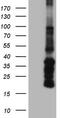 Angiopoietin 1 antibody, M00853-1, Boster Biological Technology, Western Blot image 