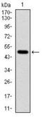 Tubulin Alpha 8 antibody, NBP2-37535, Novus Biologicals, Western Blot image 