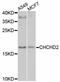 Coiled-Coil-Helix-Coiled-Coil-Helix Domain Containing 2 antibody, STJ111189, St John