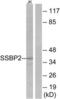 Single Stranded DNA Binding Protein 2 antibody, LS-B5667, Lifespan Biosciences, Western Blot image 