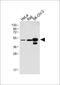 Paired Box 8 antibody, M00943-1, Boster Biological Technology, Western Blot image 