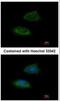 Adenylate Kinase 2 antibody, NBP1-33160, Novus Biologicals, Immunocytochemistry image 