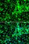 Eukaryotic Translation Initiation Factor 2 Alpha Kinase 4 antibody, LS-C346258, Lifespan Biosciences, Immunofluorescence image 