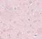 Synaptogyrin 2 antibody, NBP1-77101, Novus Biologicals, Immunohistochemistry paraffin image 