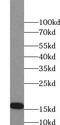 Selenoprotein M antibody, FNab10490, FineTest, Western Blot image 