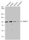 Ataxin 1 antibody, PA5-78416, Invitrogen Antibodies, Western Blot image 