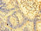 Mitochondrial Ribosomal Protein L38 antibody, LS-C379142, Lifespan Biosciences, Immunohistochemistry paraffin image 