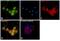 5-Hydroxytryptamine Receptor 7 antibody, PA1-41122, Invitrogen Antibodies, Immunofluorescence image 