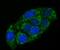 AMBP antibody, NBP2-76910, Novus Biologicals, Immunocytochemistry image 