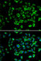 Nas7 antibody, 14-453, ProSci, Immunofluorescence image 