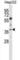 Nei Like DNA Glycosylase 2 antibody, abx028552, Abbexa, Western Blot image 