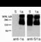 Glutamate Metabotropic Receptor 1 antibody, 50-101, ProSci, Western Blot image 