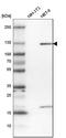Kinesin Family Member 5A antibody, HPA004469, Atlas Antibodies, Western Blot image 